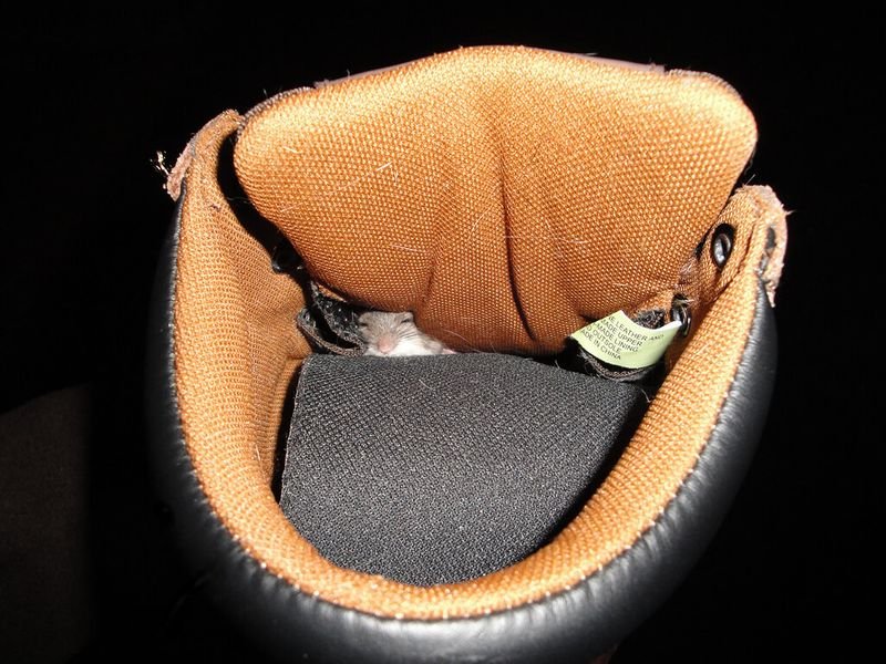 resources of Leather coats exporters