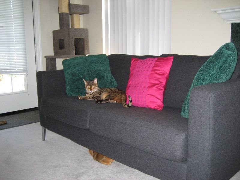 resources of Cat Scatching Table exporters