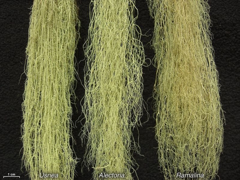 resources of Dope dyed fiber (black fiber) exporters resources of Dope dyed fiber (black fiber) exporters