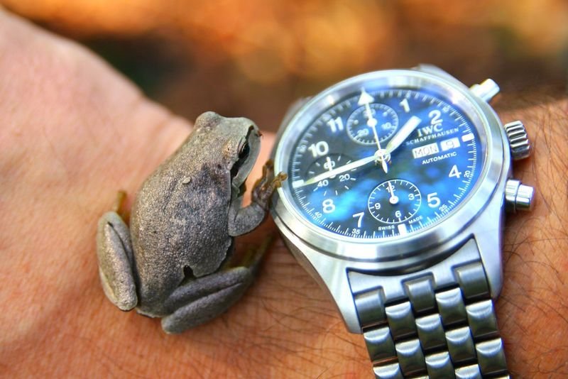 resources of Audemars Piguet Royal Oak Blue Dial exporters