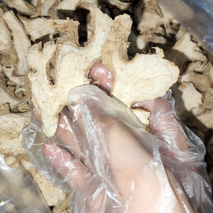 resources of Indonesian Elephant Slice Dried Ginger exporters