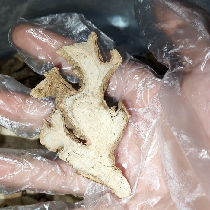 resources of Indonesian Elephant Slice Dried Ginger exporters