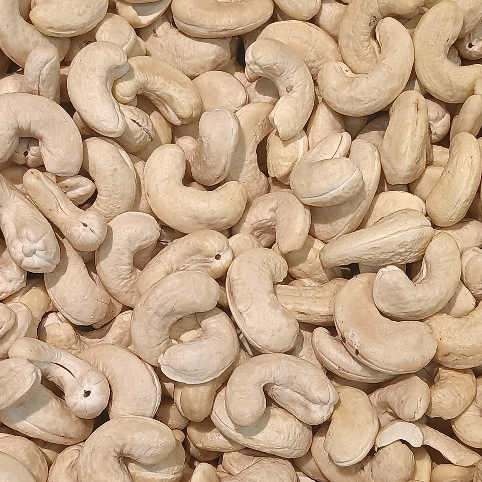 resources of Cashew Nuts W240 – Whole White Kernels exporters