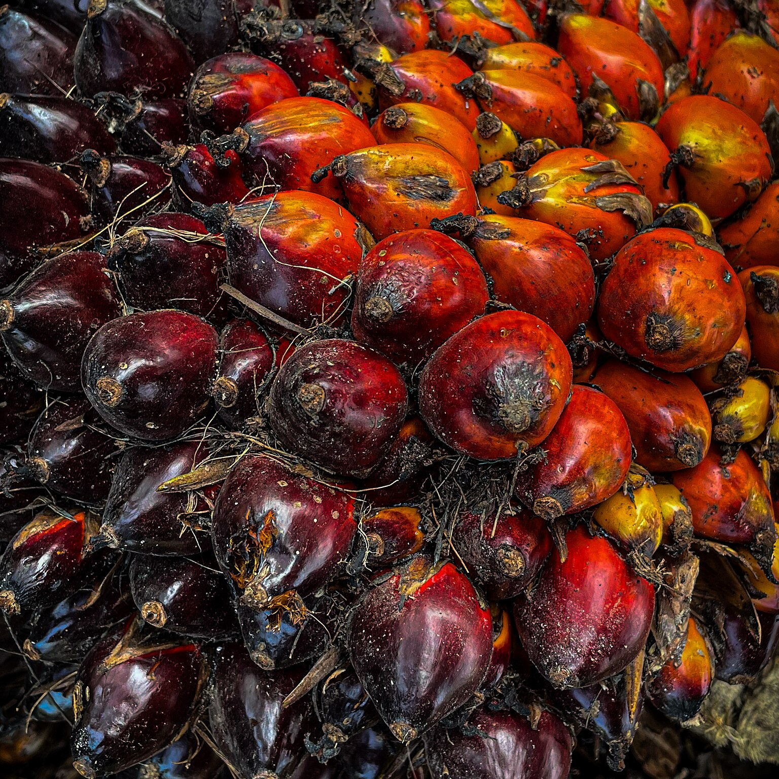 resources of Crude Palm Oil (CPO) – Bulk Supply exporters