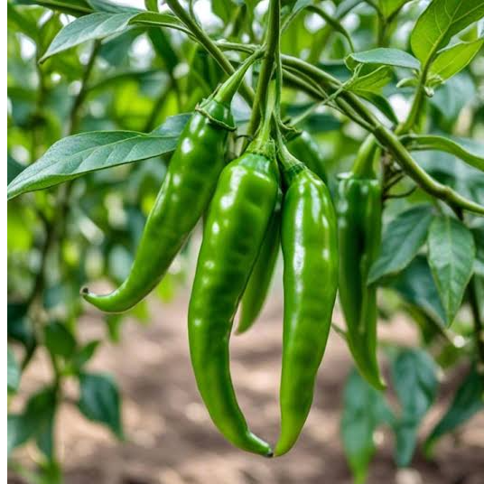 resources of Fresh Green Chili exporters