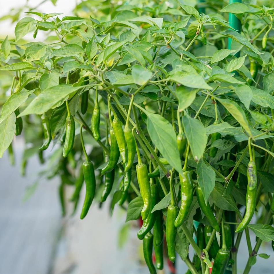 resources of Fresh Green Chili exporters