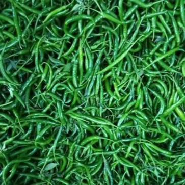 resources of Fresh Green Chili exporters