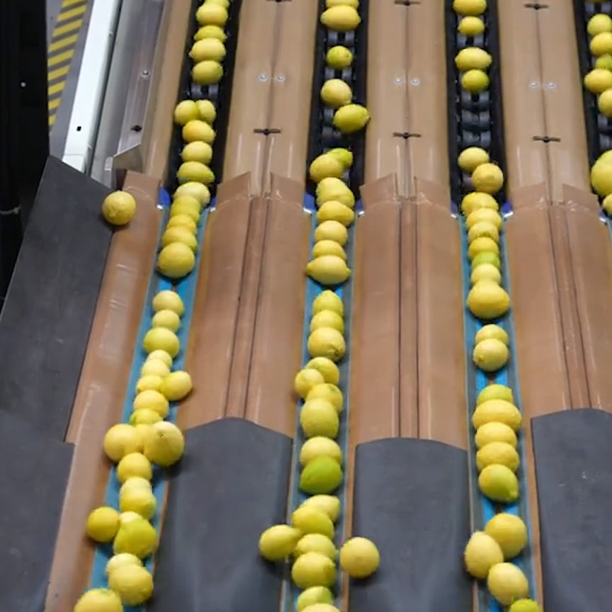 resources of Fresh Chinese Eureka Lemon, High Quality Fresh Lemon exporters
