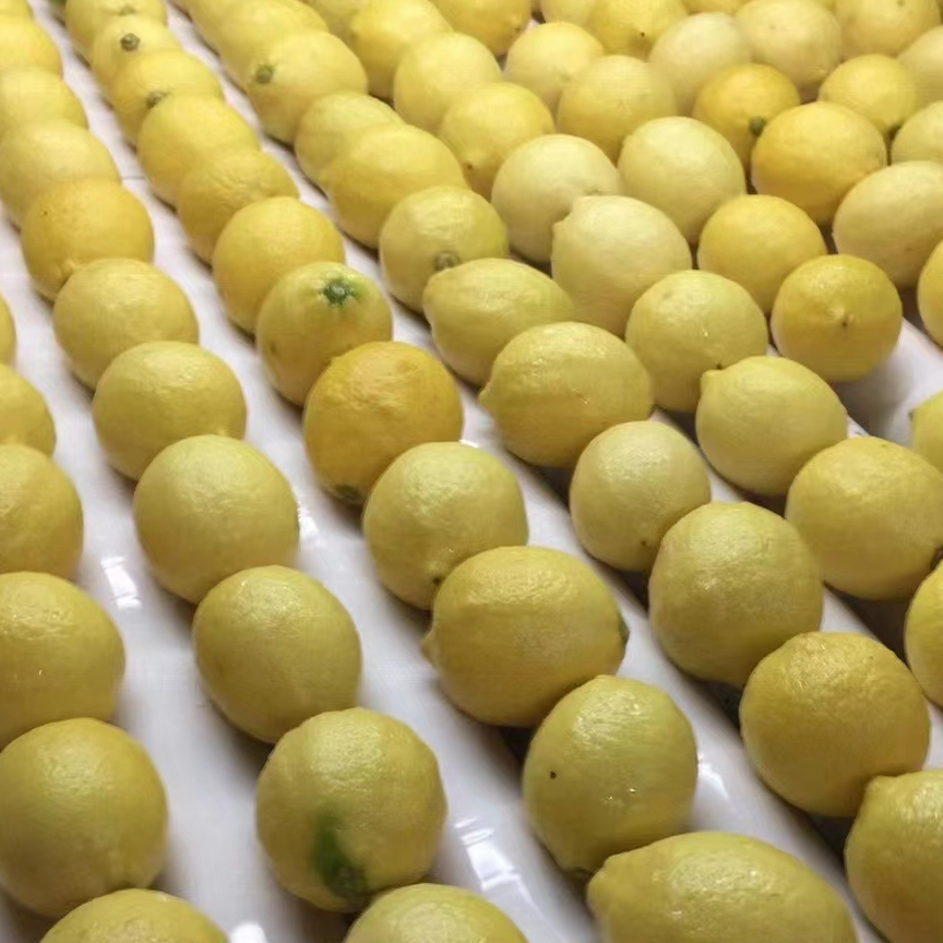 resources of Fresh Chinese Eureka Lemon, High Quality Fresh Lemon exporters