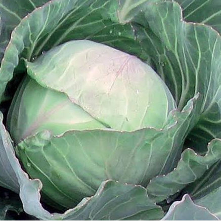 resources of Fresh Cabbage exporters