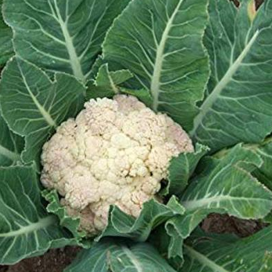 resources of Cauliflower exporters