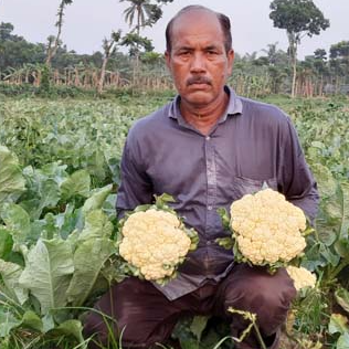 resources of Cauliflower exporters