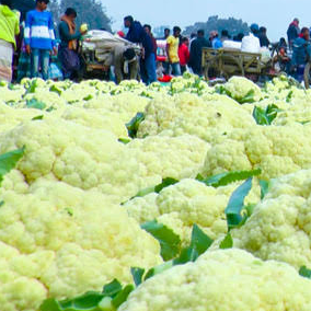 resources of Cauliflower exporters