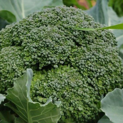 resources of Broccoli exporters