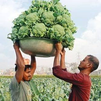 resources of Broccoli exporters