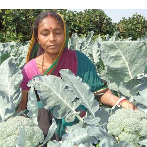 resources of Broccoli exporters