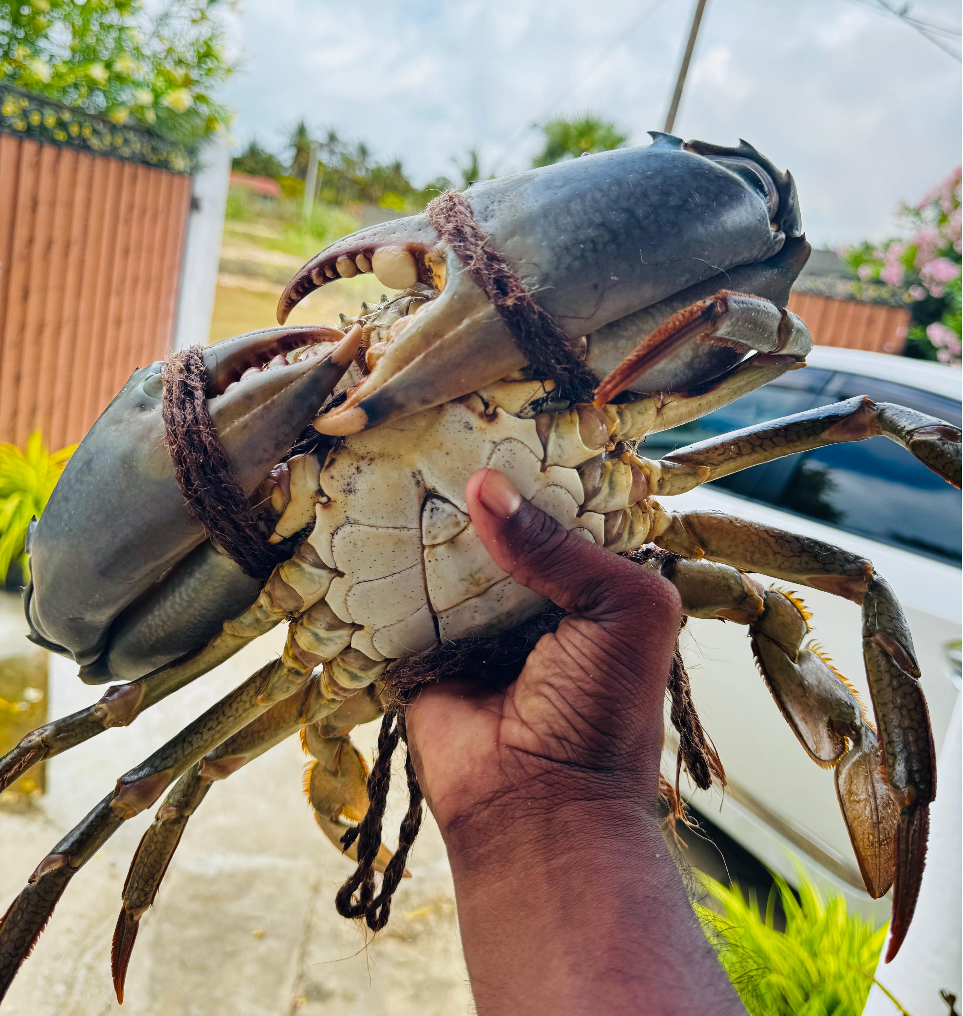 resources of Live Mud Crabs Sri Lanka Scylla Serrata exporters