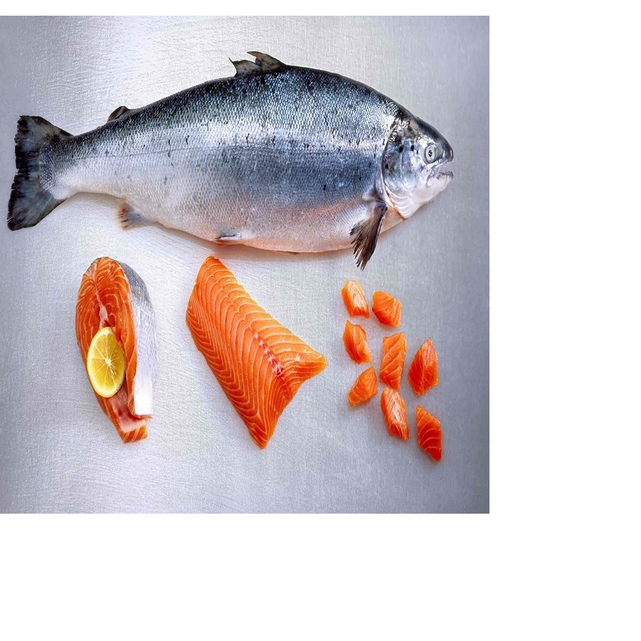 resources of High Quality Fresh Salmon Fish Natural King Seafood Whole BQF Frozen 10kg Bulk Packaging Low-Fat Long Shelf Life exporters