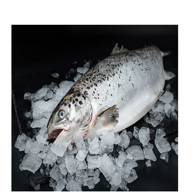 resources of High Quality Fresh Salmon Fish Natural King Seafood Whole BQF Frozen 10kg Bulk Packaging Low-Fat Long Shelf Life exporters