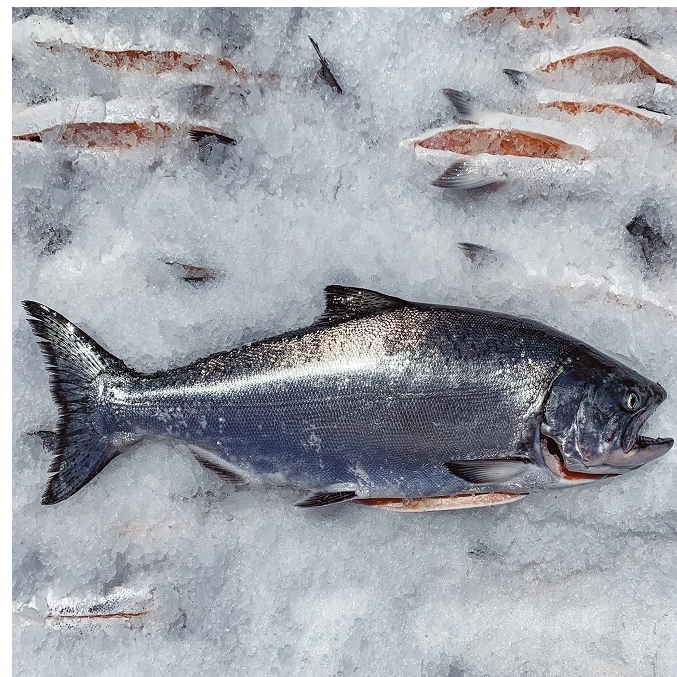 resources of High Quality Fresh Salmon Fish Natural King Seafood Whole BQF Frozen 10kg Bulk Packaging Low-Fat Long Shelf Life exporters