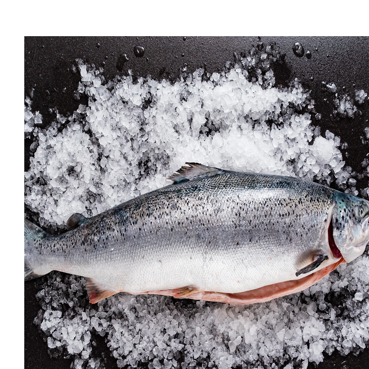 resources of High Quality Fresh Salmon Fish Natural King Seafood Whole BQF Frozen 10kg Bulk Packaging Low-Fat Long Shelf Life exporters