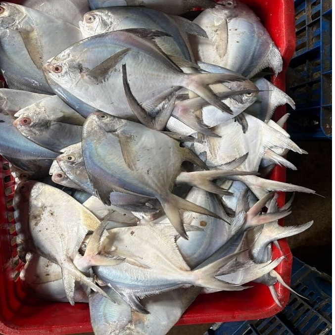 resources of High Quality White Silver Pomfret Fish Frozen Vacuum Pack 24 Months Shelf Life Discount Price for Bulk Buyers exporters