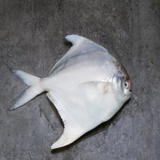 resources of High Quality White Silver Pomfret Fish Frozen Vacuum Pack 24 Months Shelf Life Discount Price for Bulk Buyers exporters