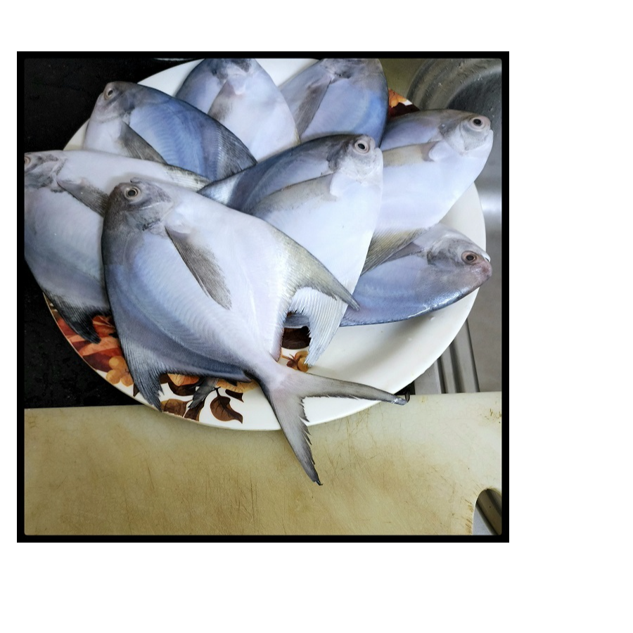resources of High Quality White Silver Pomfret Fish Frozen Vacuum Pack 24 Months Shelf Life Discount Price for Bulk Buyers exporters