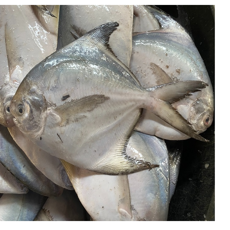 resources of High Quality White Silver Pomfret Fish Frozen Vacuum Pack 24 Months Shelf Life Discount Price for Bulk Buyers exporters