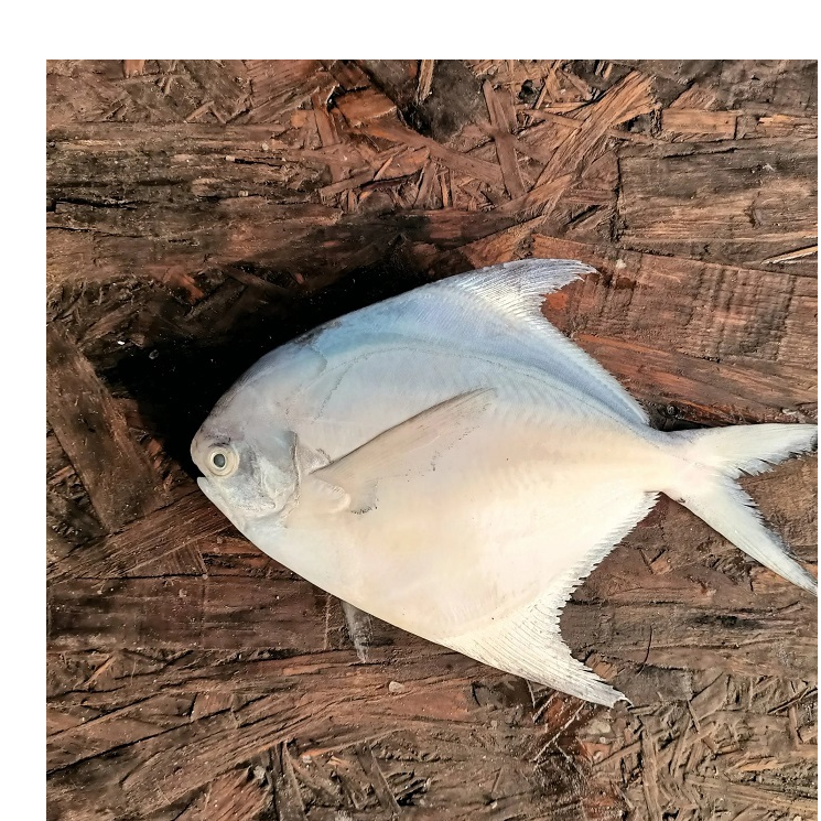 resources of High Quality White Silver Pomfret Fish Frozen Vacuum Pack 24 Months Shelf Life Discount Price for Bulk Buyers exporters