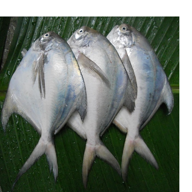 resources of High Quality White Silver Pomfret Fish Frozen Vacuum Pack 24 Months Shelf Life Discount Price for Bulk Buyers exporters