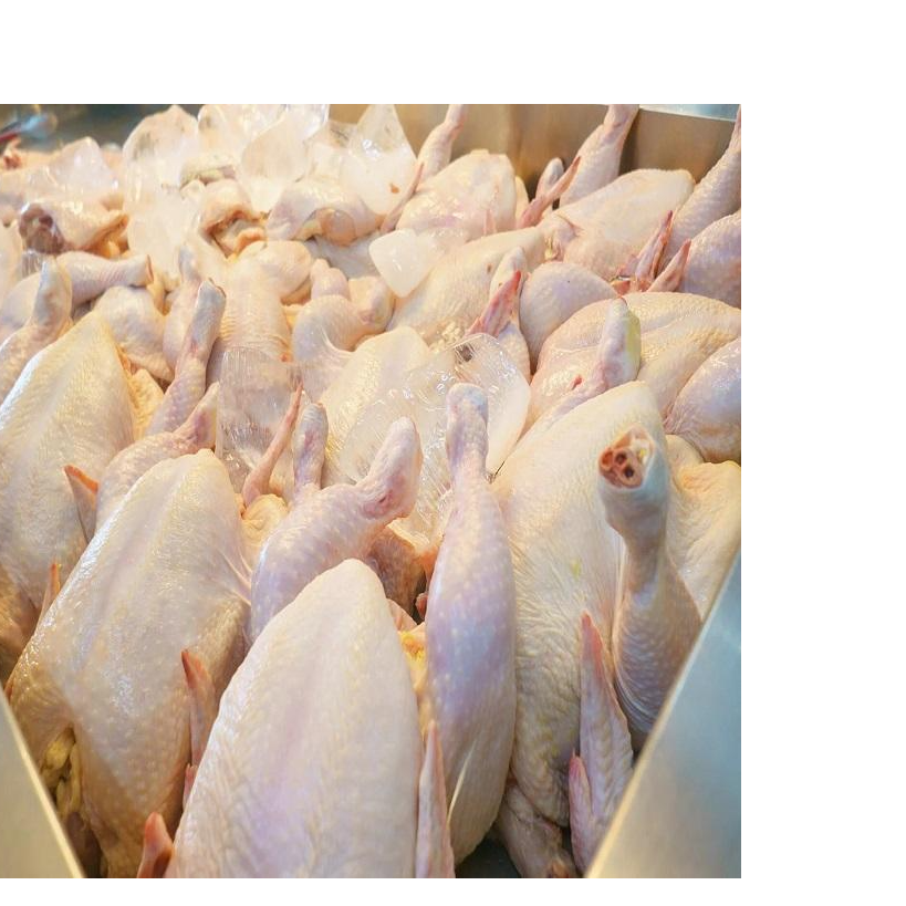 resources of Good Price Low Fat Frozen Whole Chicken For Sale Whole Frozen Chicken exporters