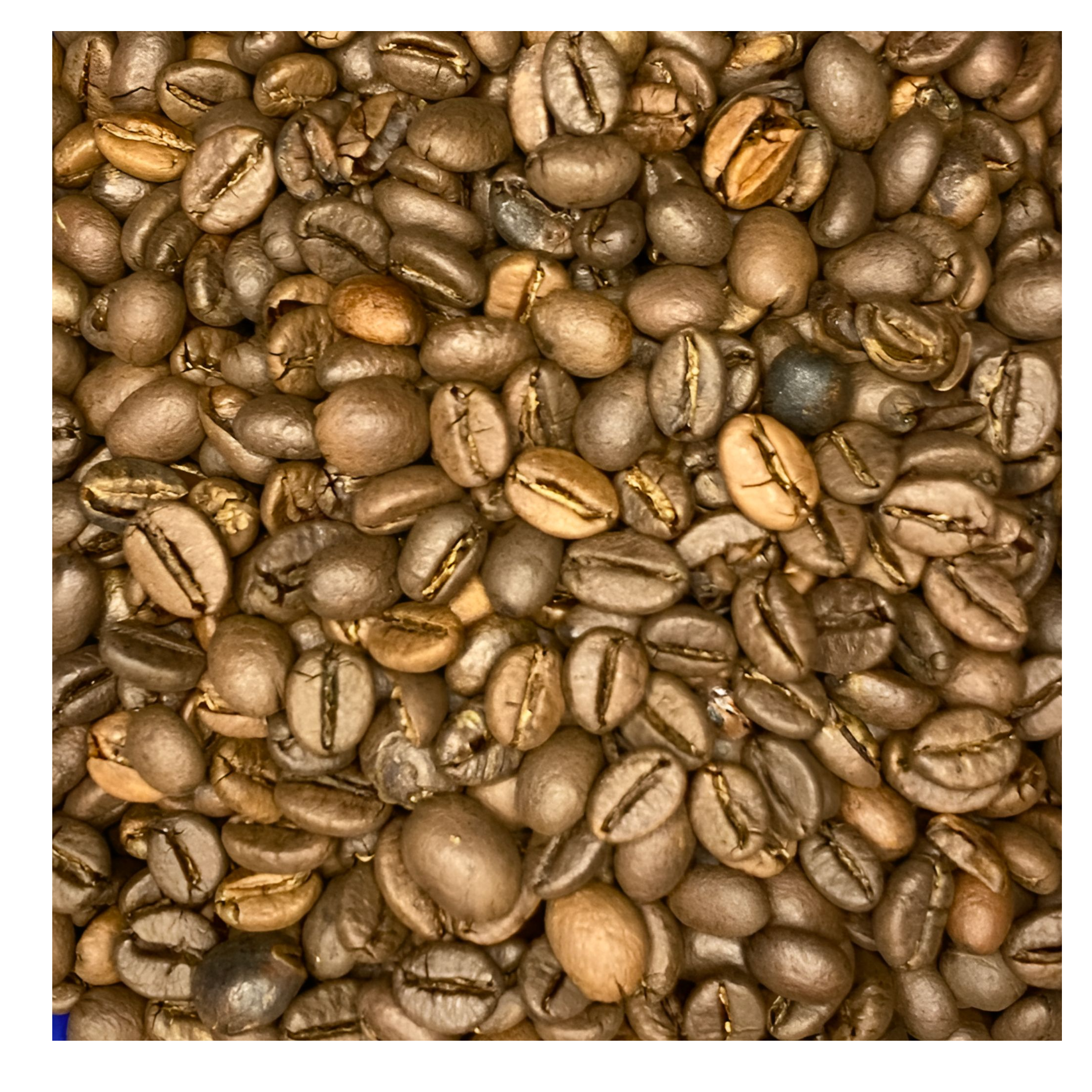 resources of Robusta S18 Clean exporters