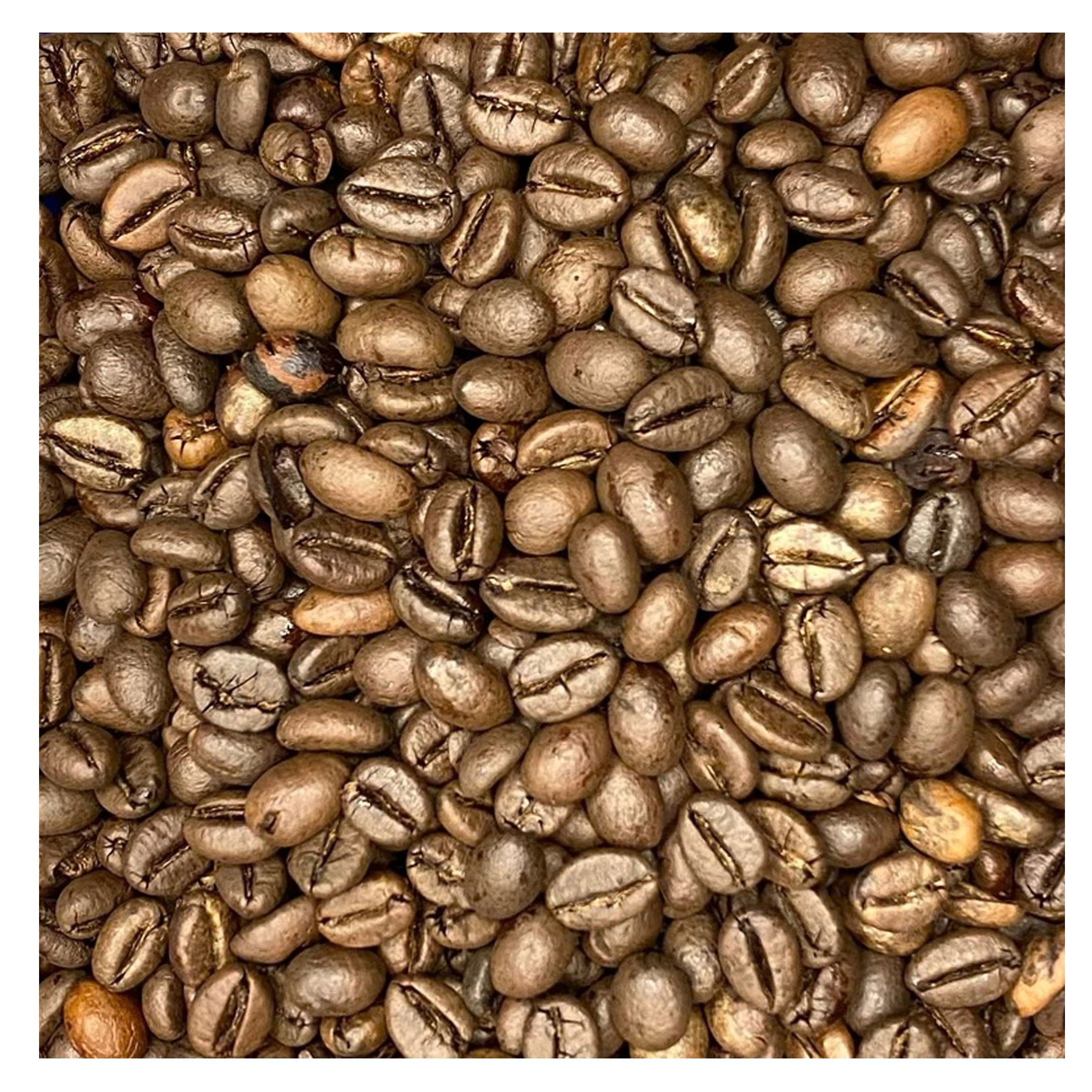 resources of Robusta S16 Clean exporters