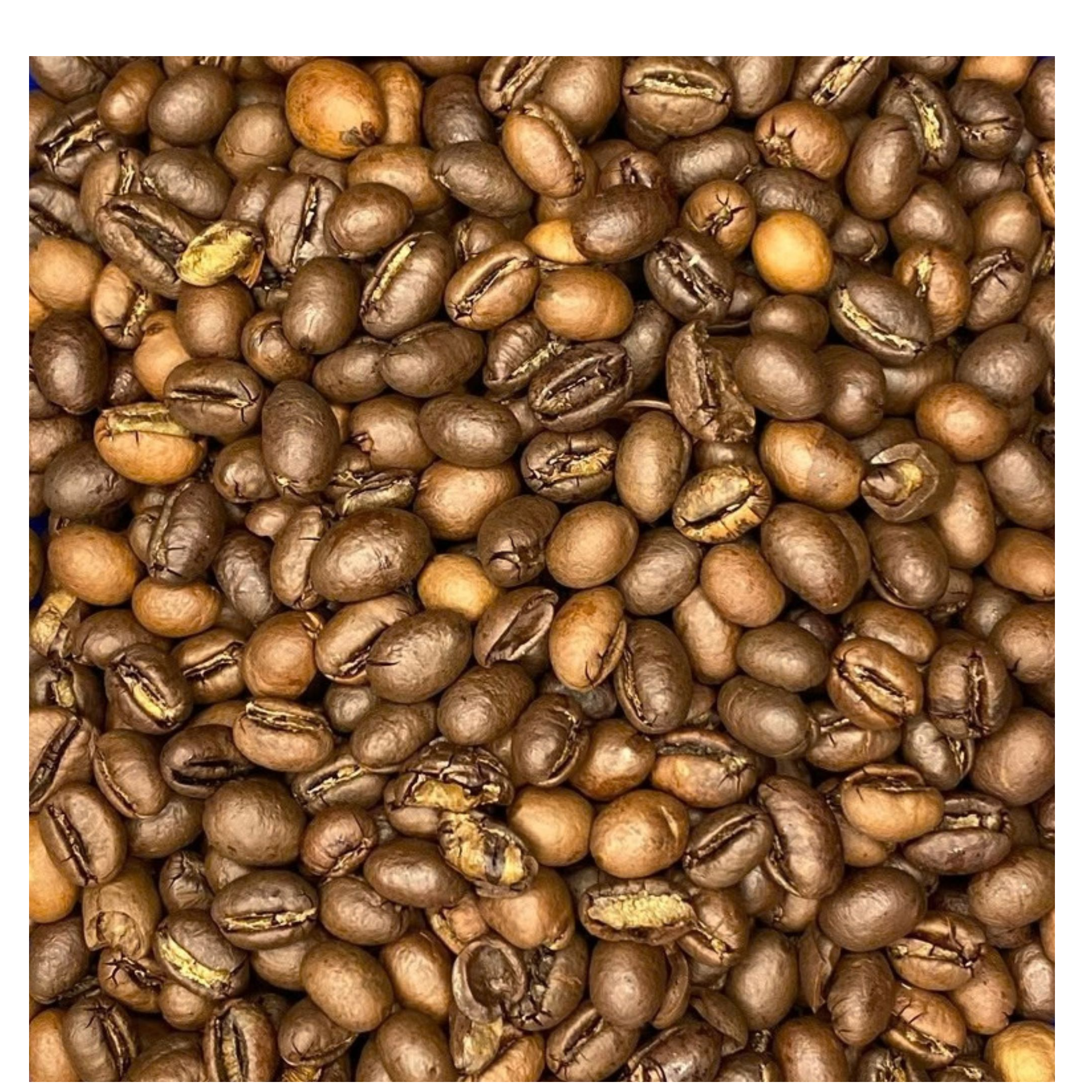 resources of Culi S18 exporters