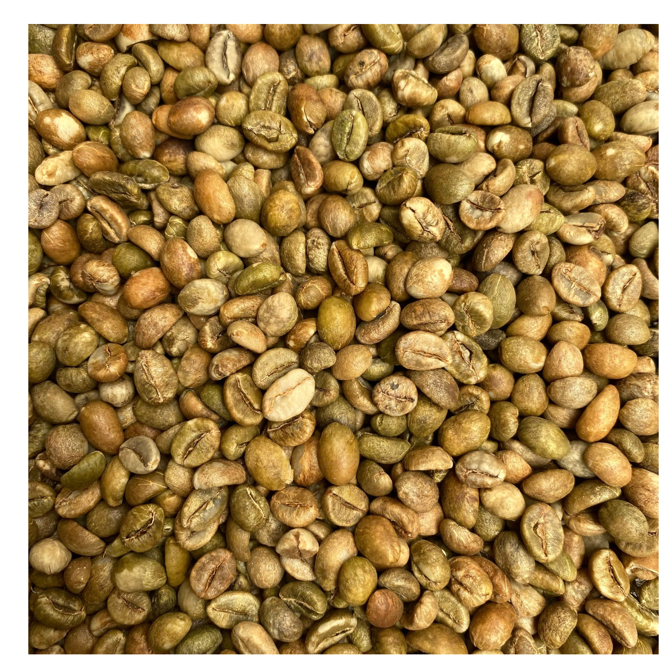 resources of Robusta S16 Green Bean Coffee exporters