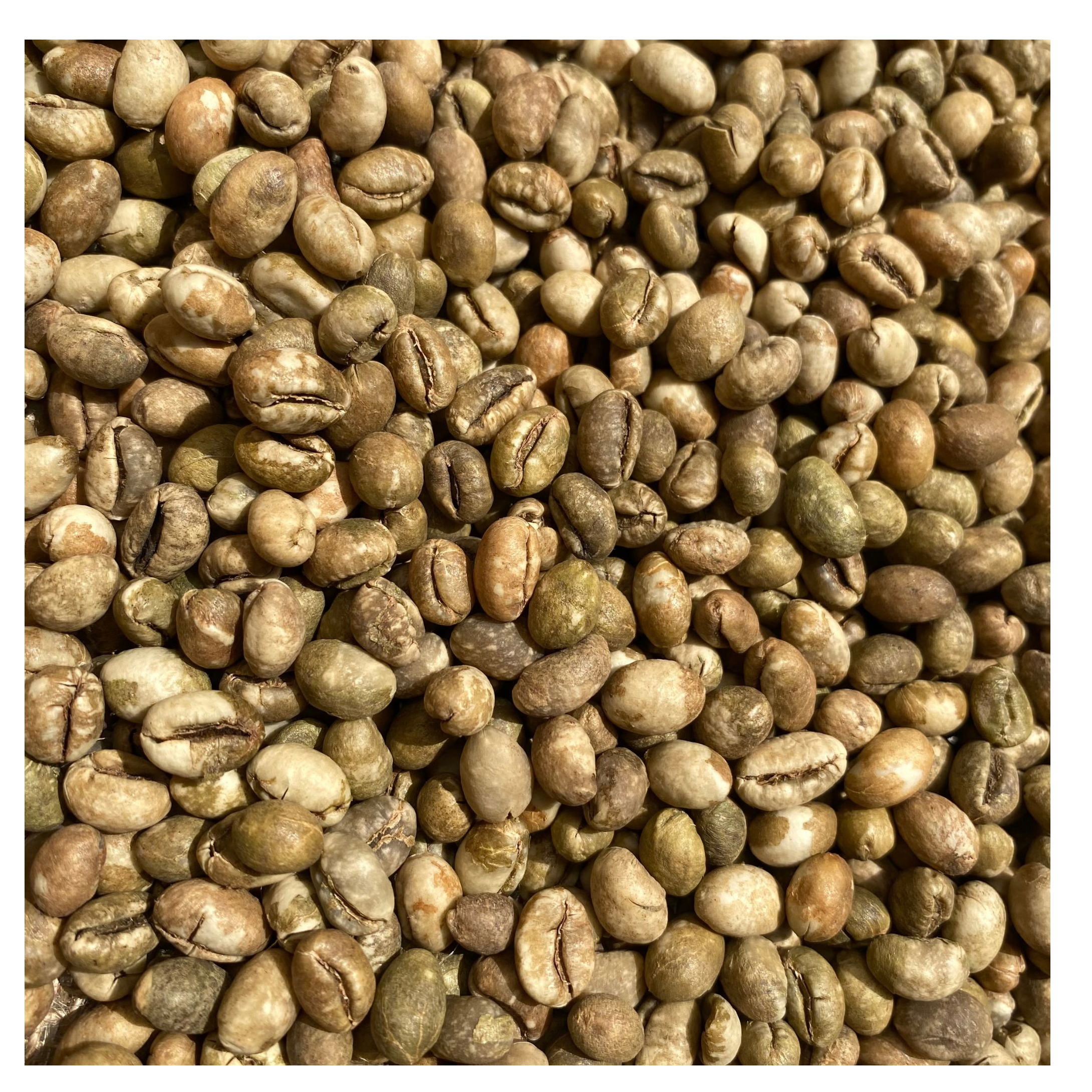 resources of Culi S18 Green Bean Coffee exporters