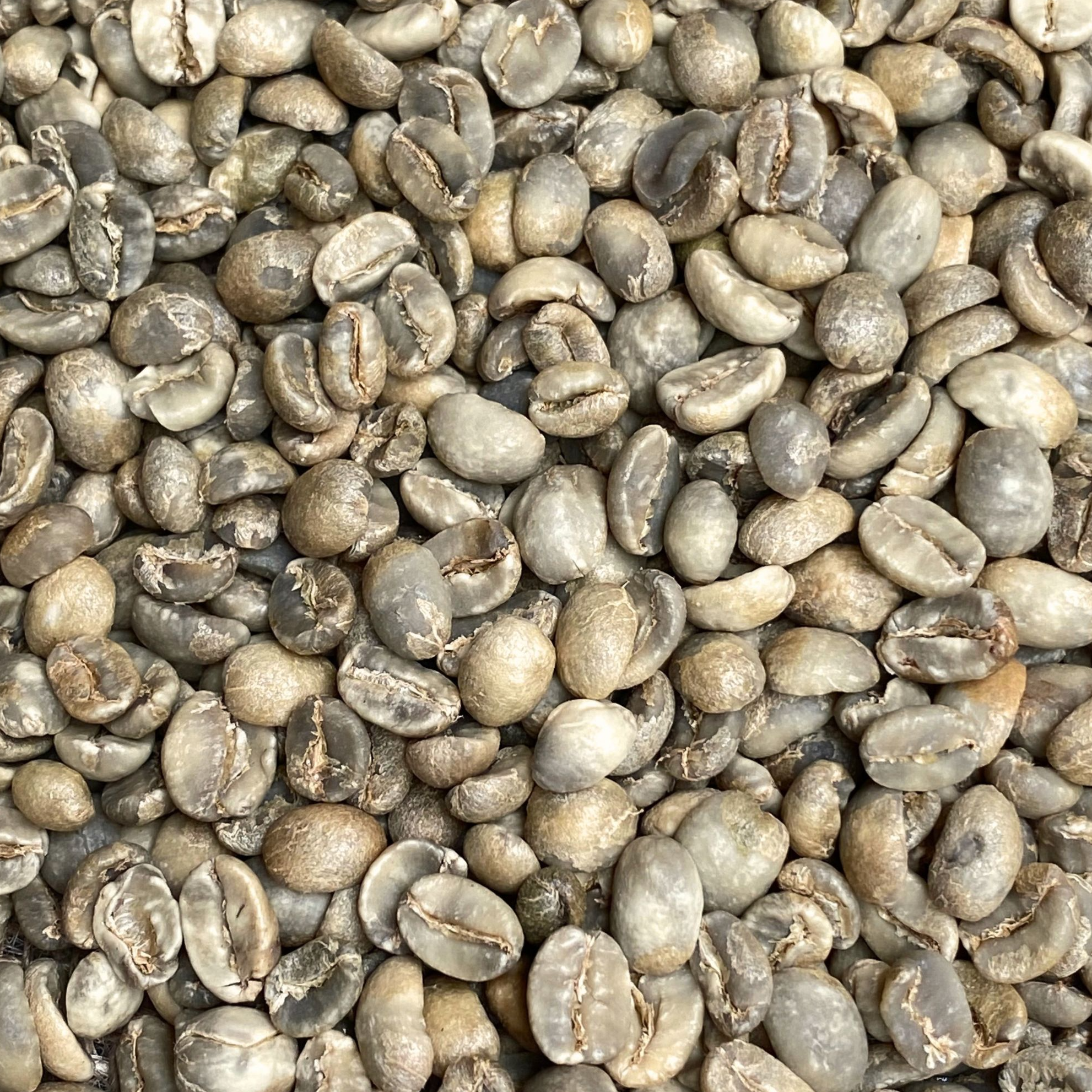 resources of Arabica Green Bean Coffee exporters