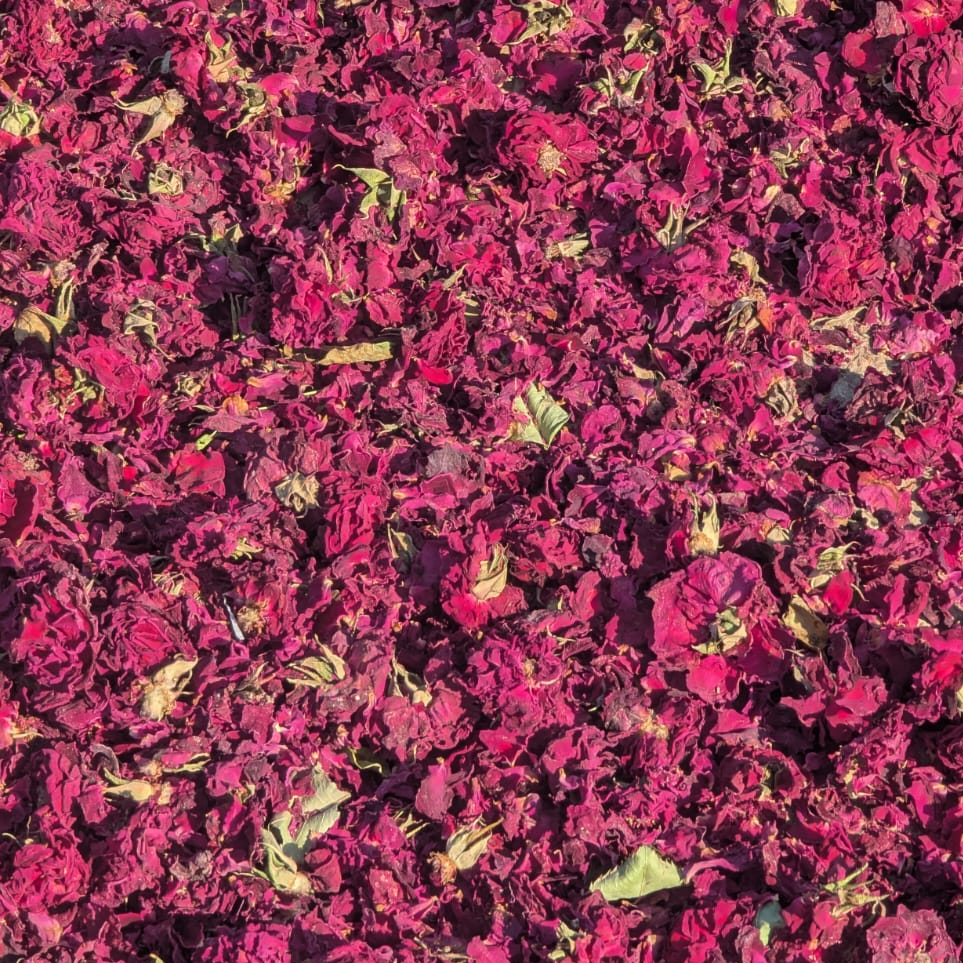 resources of SAQLAIN FLOWERS  PRIVATE LIMITED exporters