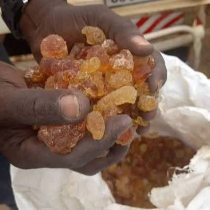 resources of PREMIUM CHAD GUM ARABIC – HASHAB & TALHA | AVAILABLE FOR EXPORT exporters