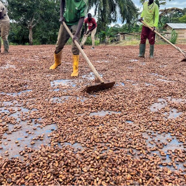 resources of COCOA BEANS | COCOA POWDER | COCOA BUTTER | COCOA SHELL exporters