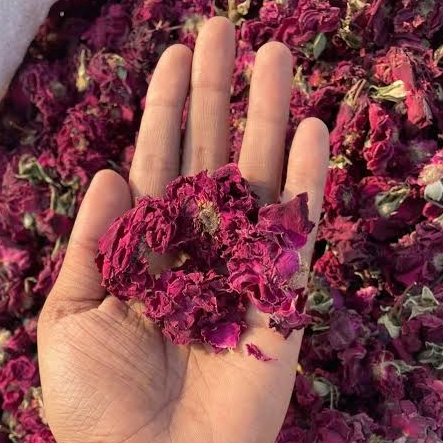 resources of Dried rose petals and buds exporters