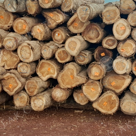 resources of Teak (Tectona Grandis) Round Logs exporters
