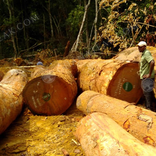 resources of Azobe (Ekki, Lophira Alata) Sawn Timber exporters