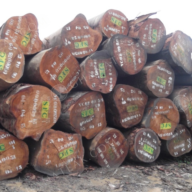 resources of Okan (Denya, Cylicodiscus Gabunensis) Sawn Timber exporters