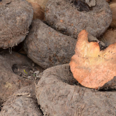 resources of elephant foot jam(suran) exporters