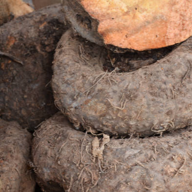 resources of elephant foot jam(suran) exporters