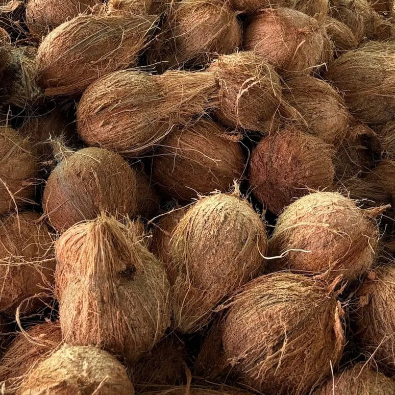 resources of fresh coconut exporters