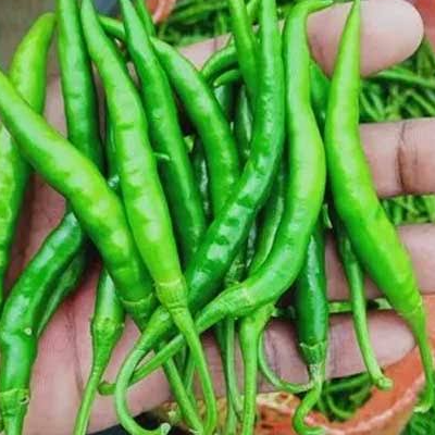 resources of Green chili exporters