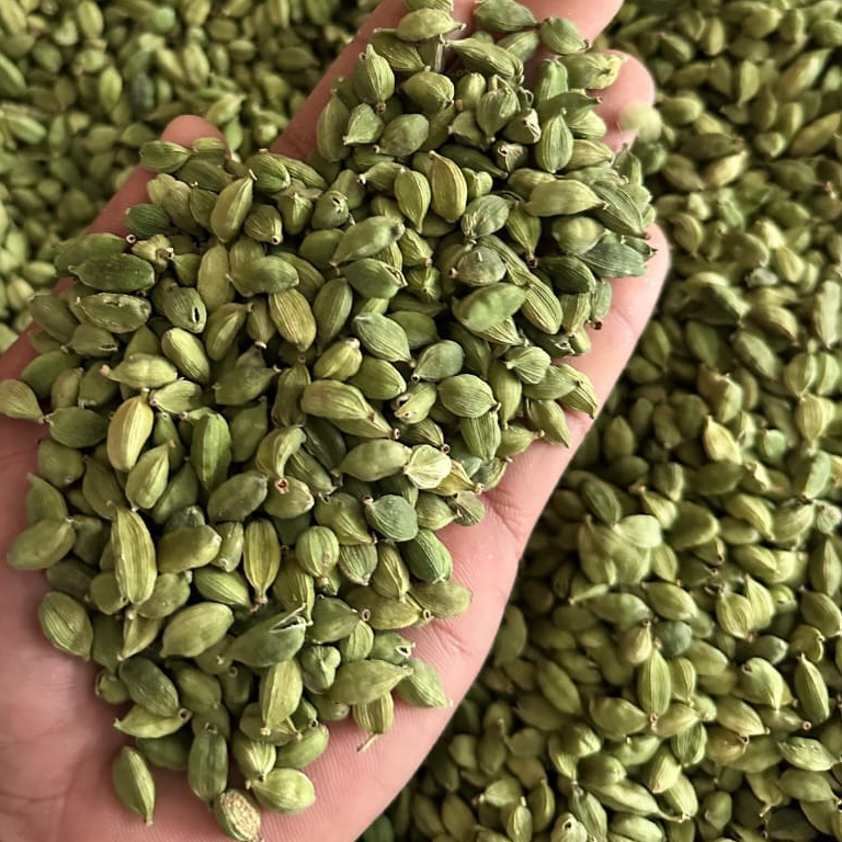resources of Green Cardamom all sizes exporters
